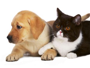 10 อันดับโรคของสุนัขและแมว ที่คนมักไม่รู้